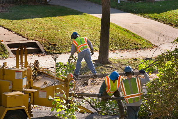 The Steps Involved in Our Tree Care Process in Hilltop, SC